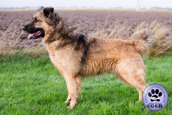 Rex - currently looking for adoption with Central German Shepherd Rescue = www.centralgermanshepherdrescue.com/ - cgsr.co.uk