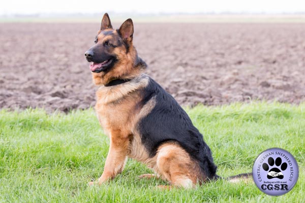 Rex - currently looking for adoption with Central German Shepherd Rescue = www.centralgermanshepherdrescue.com/ - cgsr.co.uk