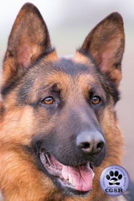 Rex - successfully adopted from Central German Shepherd Rescue