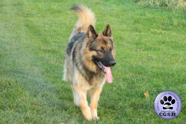 Rhagar - currently looking for adoption with Central German Shepherd Rescue = www.centralgermanshepherdrescue.com/ - cgsr.co.uk