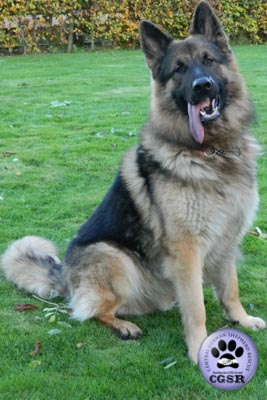 Rhagar - currently looking for adoption with Central German Shepherd Rescue = www.centralgermanshepherdrescue.com/ - cgsr.co.uk
