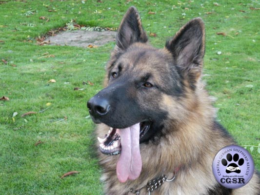Rhagar - currently looking for adoption with Central German Shepherd Rescue = www.centralgermanshepherdrescue.com/ - cgsr.co.uk
