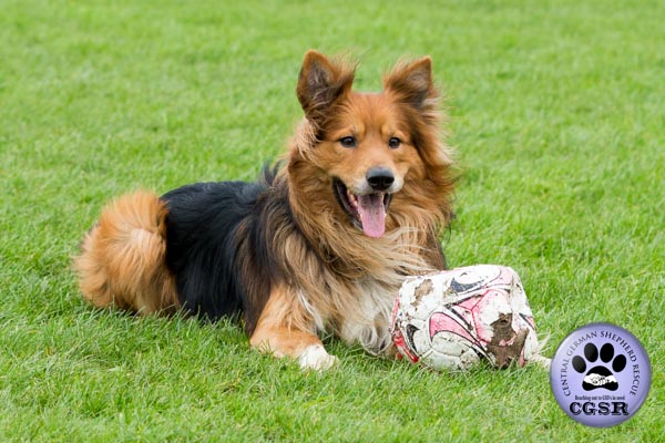 Roman - currently looking for adoption with Central German Shepherd Rescue = www.centralgermanshepherdrescue.com/ - cgsr.co.uk