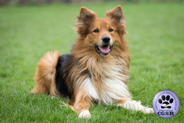 Roman - currently looking for adoption with Central German Shepherd Rescue = www.centralgermanshepherdrescue.com/ - cgsr.co.uk