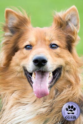 Roman - currently looking for adoption with Central German Shepherd Rescue = www.centralgermanshepherdrescue.com/ - cgsr.co.uk