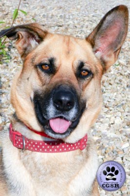 Roxy - currently looking for adoption with Central German Shepherd Rescue = www.centralgermanshepherdrescue.com/ - cgsr.co.uk