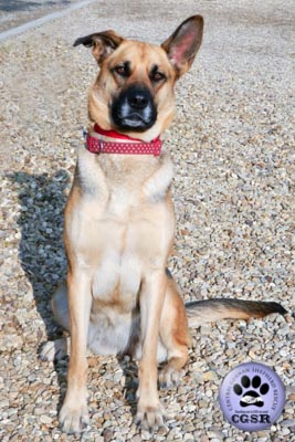 Roxy - currently looking for adoption with Central German Shepherd Rescue = www.centralgermanshepherdrescue.com/ - cgsr.co.uk