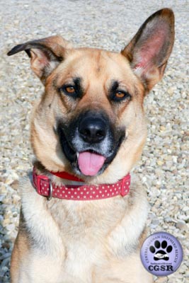 Roxy - a lovely 7 year old being assessed by Central German Shepherd Rescue.
