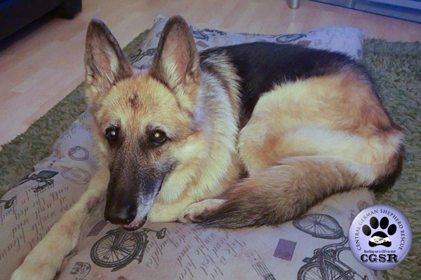 Sadie - currently looking for adoption with Central German Shepherd Rescue = www.centralgermanshepherdrescue.com/ - cgsr.co.uk