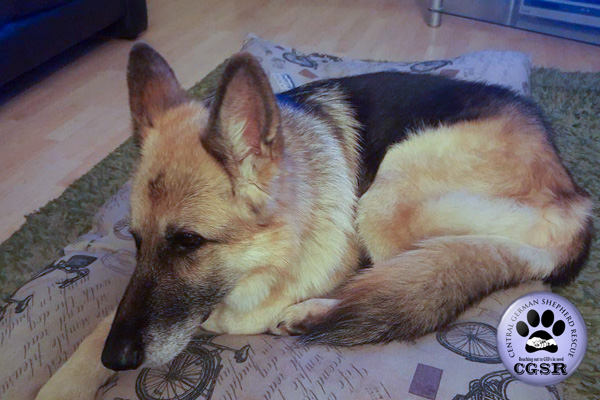 Sadie - currently looking for adoption with Central German Shepherd Rescue = www.centralgermanshepherdrescue.com/ - cgsr.co.uk