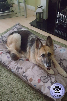 Sadie - currently looking for adoption with Central German Shepherd Rescue = www.centralgermanshepherdrescue.com/ - cgsr.co.uk