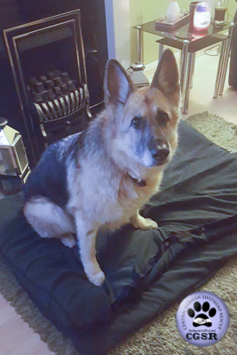 Sadie - successfully adopted from Central German Shepherd Rescue