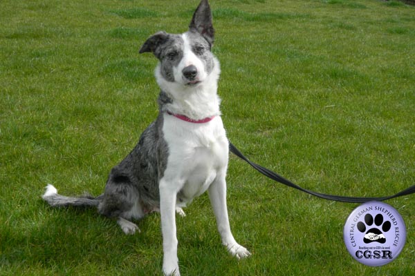 Saffie - currently looking for adoption with Central German Shepherd Rescue = www.centralgermanshepherdrescue.com/ - cgsr.co.uk