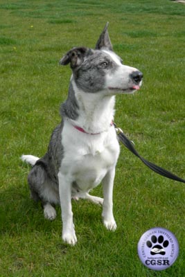 Saffie - currently looking for adoption with Central German Shepherd Rescue = www.centralgermanshepherdrescue.com/ - cgsr.co.uk