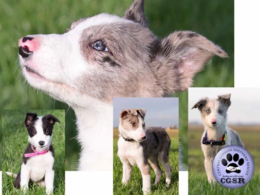 Saffie - currently looking for adoption with Central German Shepherd Rescue = www.centralgermanshepherdrescue.com/ - cgsr.co.uk