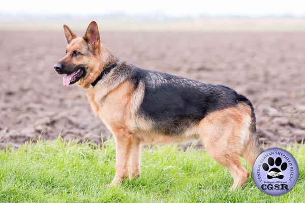 Sam - currently looking for adoption with Central German Shepherd Rescue = www.centralgermanshepherdrescue.com/ - cgsr.co.uk