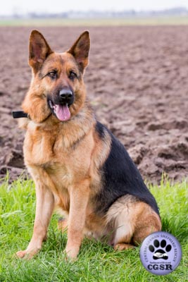 Sam - currently looking for adoption with Central German Shepherd Rescue = www.centralgermanshepherdrescue.com/ - cgsr.co.uk