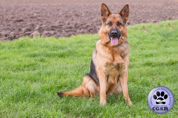 Sam - currently looking for adoption with Central German Shepherd Rescue = www.centralgermanshepherdrescue.com/ - cgsr.co.uk