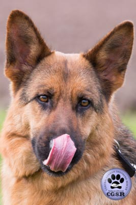Sam - successfully adopted from Central German Shepherd Rescue