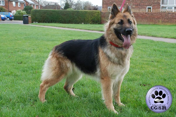 Sheba - currently looking for adoption with Central German Shepherd Rescue = www.centralgermanshepherdrescue.com/ - cgsr.co.uk