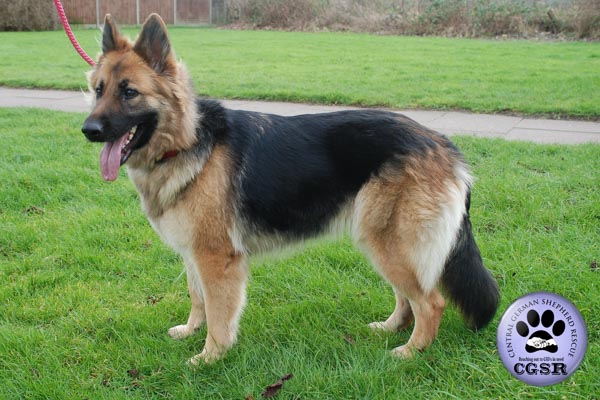Sheba - currently looking for adoption with Central German Shepherd Rescue = www.centralgermanshepherdrescue.com/ - cgsr.co.uk