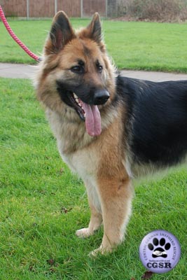 Sheba - currently looking for adoption with Central German Shepherd Rescue = www.centralgermanshepherdrescue.com/ - cgsr.co.uk