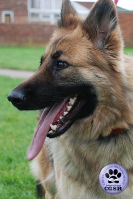 Sheba - successfully renited by Central German Shepherd Rescue