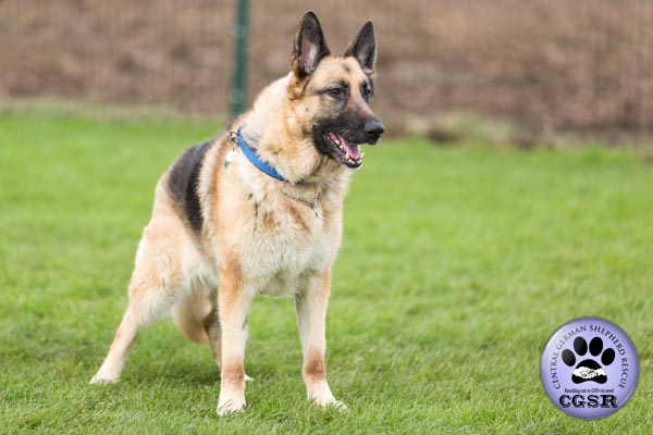 Sky - currently looking for adoption with Central German Shepherd Rescue = www.centralgermanshepherdrescue.com/ - cgsr.co.uk
