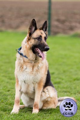 Sky - currently looking for adoption with Central German Shepherd Rescue = www.centralgermanshepherdrescue.com/ - cgsr.co.uk