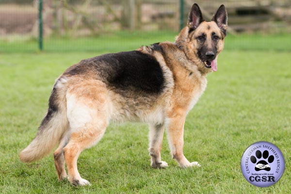 Sky - currently looking for adoption with Central German Shepherd Rescue = www.centralgermanshepherdrescue.com/ - cgsr.co.uk