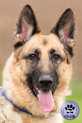 Sky - successfully renited by Central German Shepherd Rescue