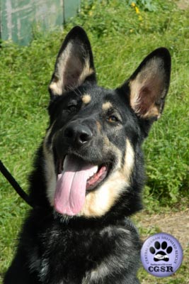 Smudge - currently looking for adoption with Central German Shepherd Rescue = www.centralgermanshepherdrescue.com/ - cgsr.co.uk