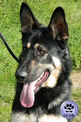 Smudge - currently looking for adoption with Central German Shepherd Rescue = www.centralgermanshepherdrescue.com/ - cgsr.co.uk