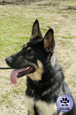 Smudge - currently looking for adoption with Central German Shepherd Rescue = www.centralgermanshepherdrescue.com/ - cgsr.co.uk