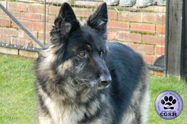 Sophie - currently looking for adoption with Central German Shepherd Rescue = www.centralgermanshepherdrescue.com/ - cgsr.co.uk