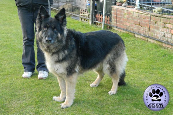 Sophie - currently looking for adoption with Central German Shepherd Rescue = www.centralgermanshepherdrescue.com/ - cgsr.co.uk