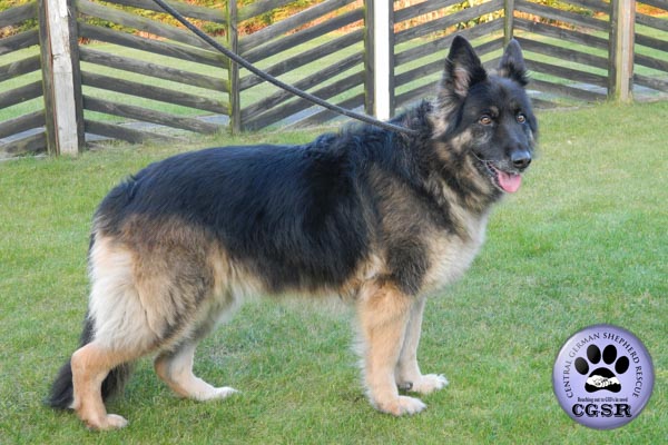 Sophie - currently looking for adoption with Central German Shepherd Rescue = www.centralgermanshepherdrescue.com/ - cgsr.co.uk