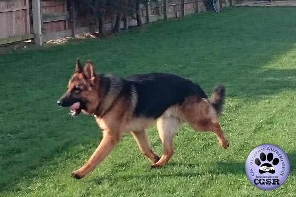 Troy - currently looking for adoption with Central German Shepherd Rescue = www.centralgermanshepherdrescue.com/ - cgsr.co.uk