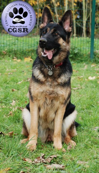 Bean - patiently waiting for adoption through Central German Shepherd Rescue