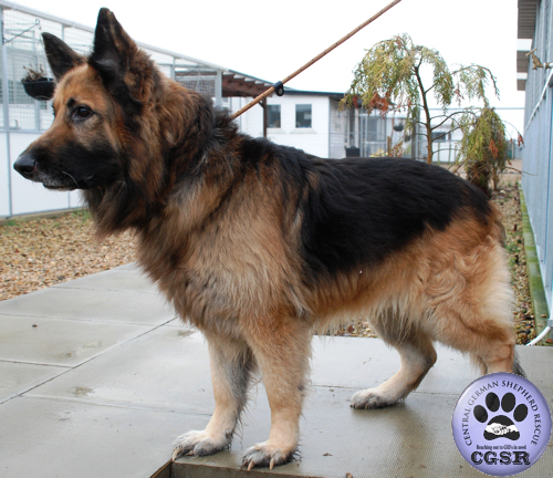 Bruno - currently looking for adoption with Central German Shepherd Rescue = www.centralgermanshepherdrescue.com/ - cgsr.co.uk