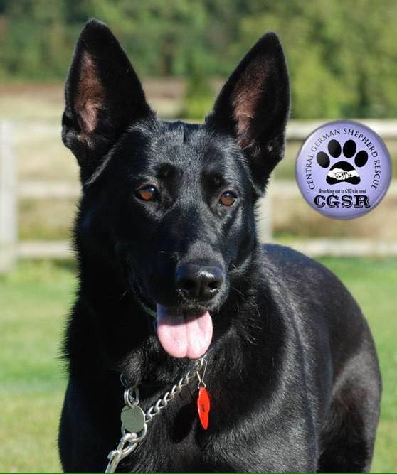 Ebony - currently looking for adoption with Central German Shepherd Rescue