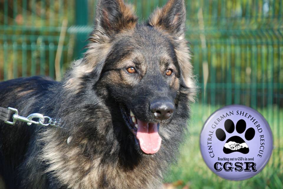 Jax - currently looking for adoption with Central German Shepherd Rescue