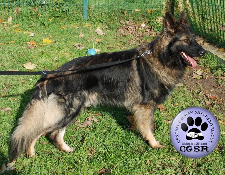 Jax - patiently waiting for adoption through Central German Shepherd Rescue