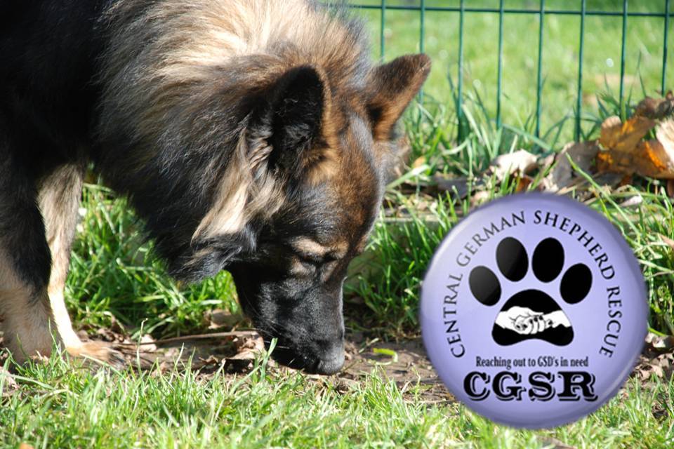 Jax - patiently waiting for adoption through Central German Shepherd Rescue