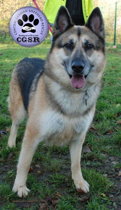 JayJay - currently looking for adoption with Central German Shepherd Rescue