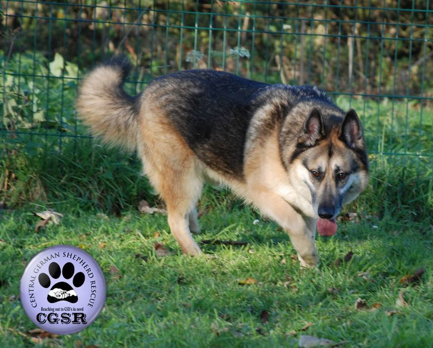 JayJay - patiently waiting for adoption through Central German Shepherd Rescue