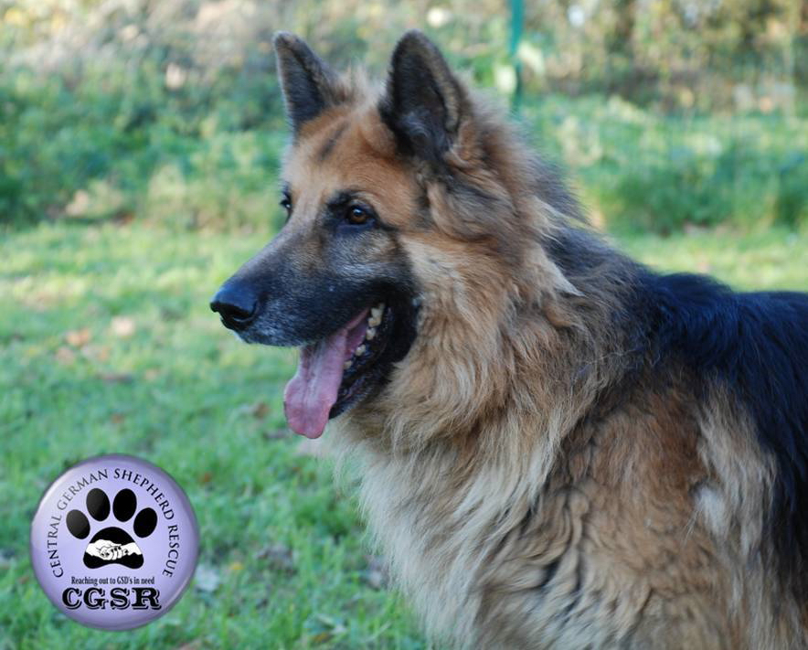 Jerry - currently looking for adoption with Central German Shepherd Rescue