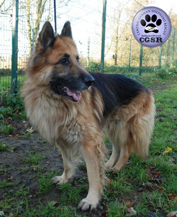 Jerry - patiently waiting for adoption through Central German Shepherd Rescue