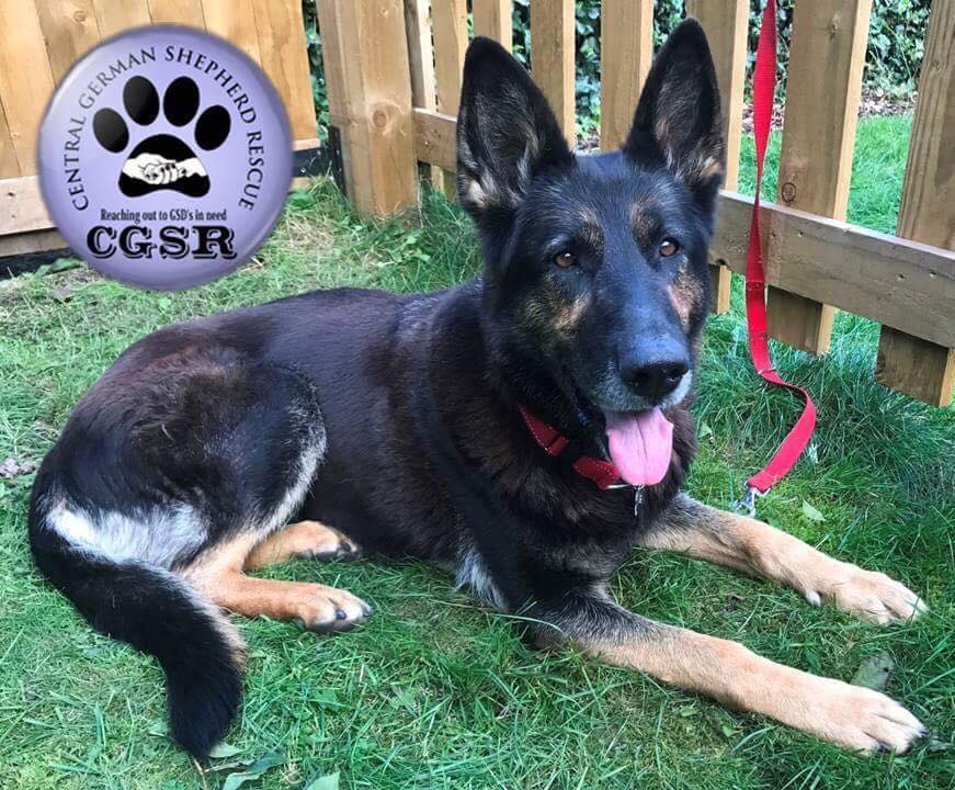 Jet - currently looking for adoption with Central German Shepherd Rescue