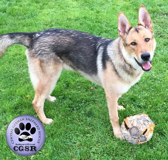 Max - patiently waiting for adoption through Central German Shepherd Rescue